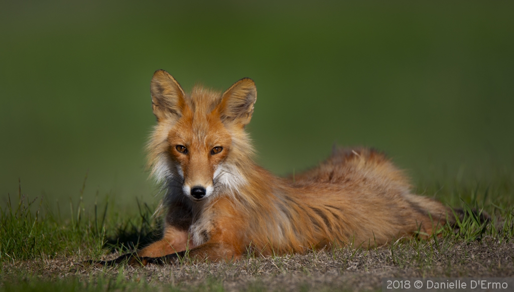 Fox at Rest by Danielle D'Ermo