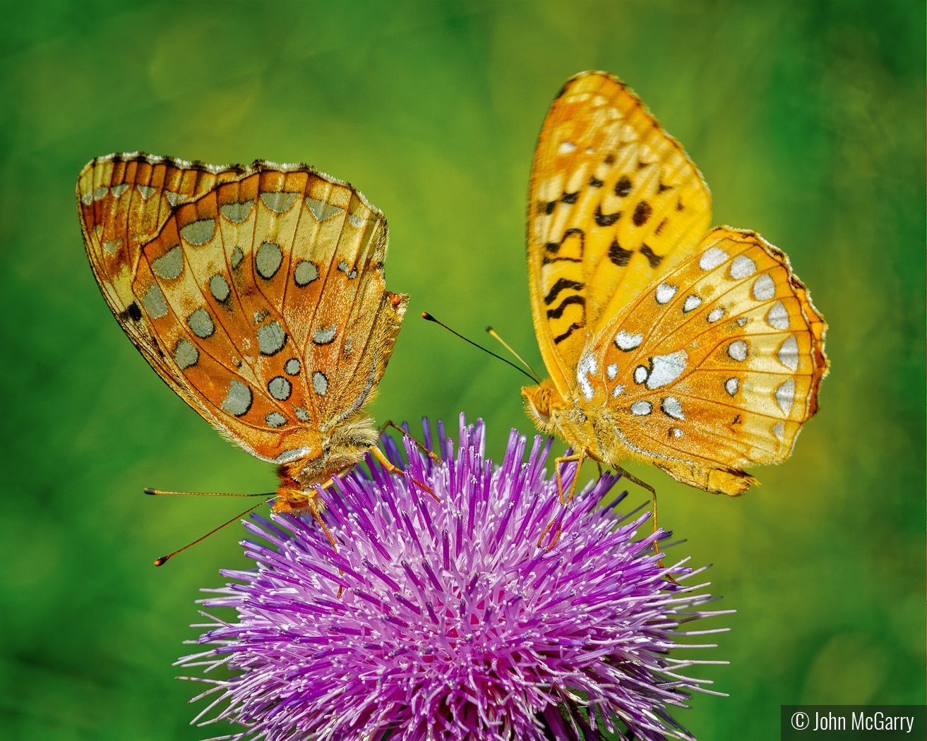 Fritillaries Feasting on Thistle by John McGarry