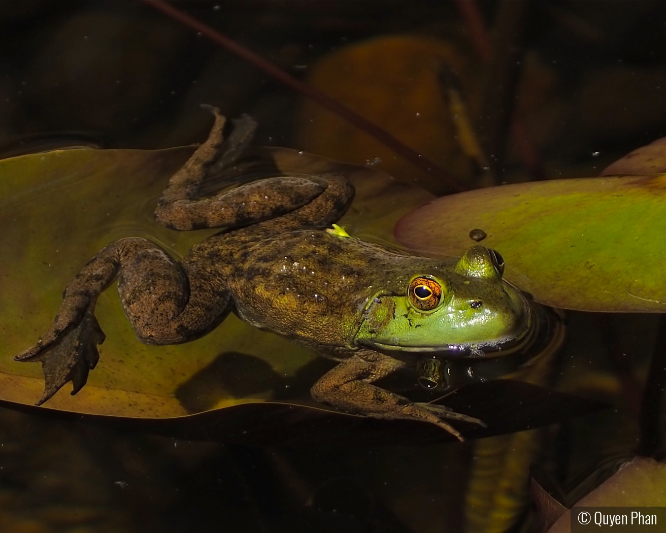 Frog in a pond by Quyen Phan
