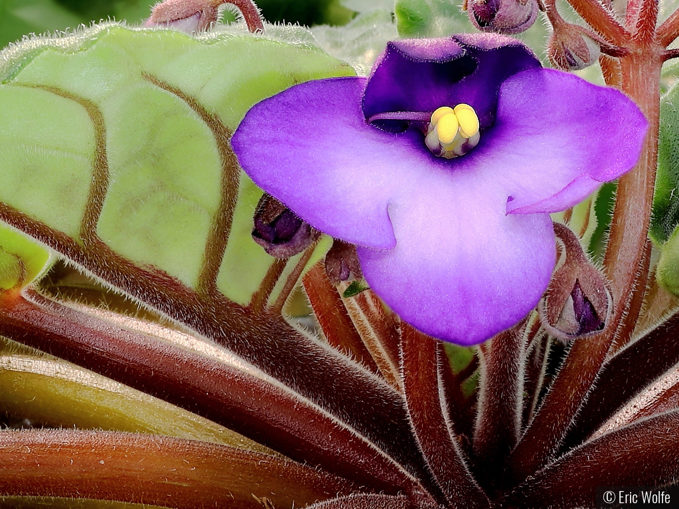 Fuzzy Wuzzy was ... an African Violet?! by Eric Wolfe