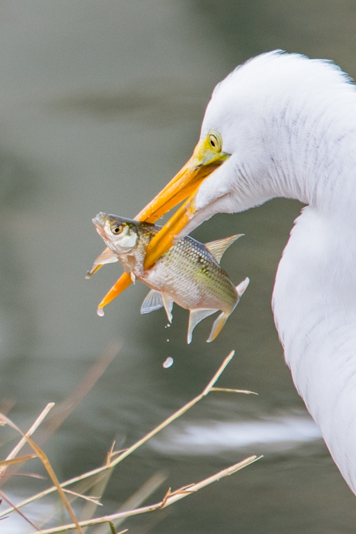 GREAT EGRET with a catch , Orlando , Florida by Aadarsh Gopalakrishna