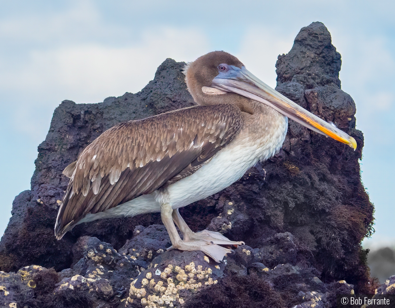 Galapagos Brown Pelican On Volcanic Roost by Bob Ferrante