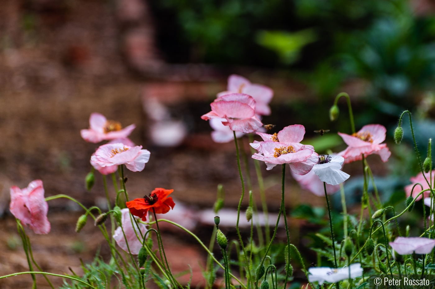 Garden Poppies by Peter Rossato