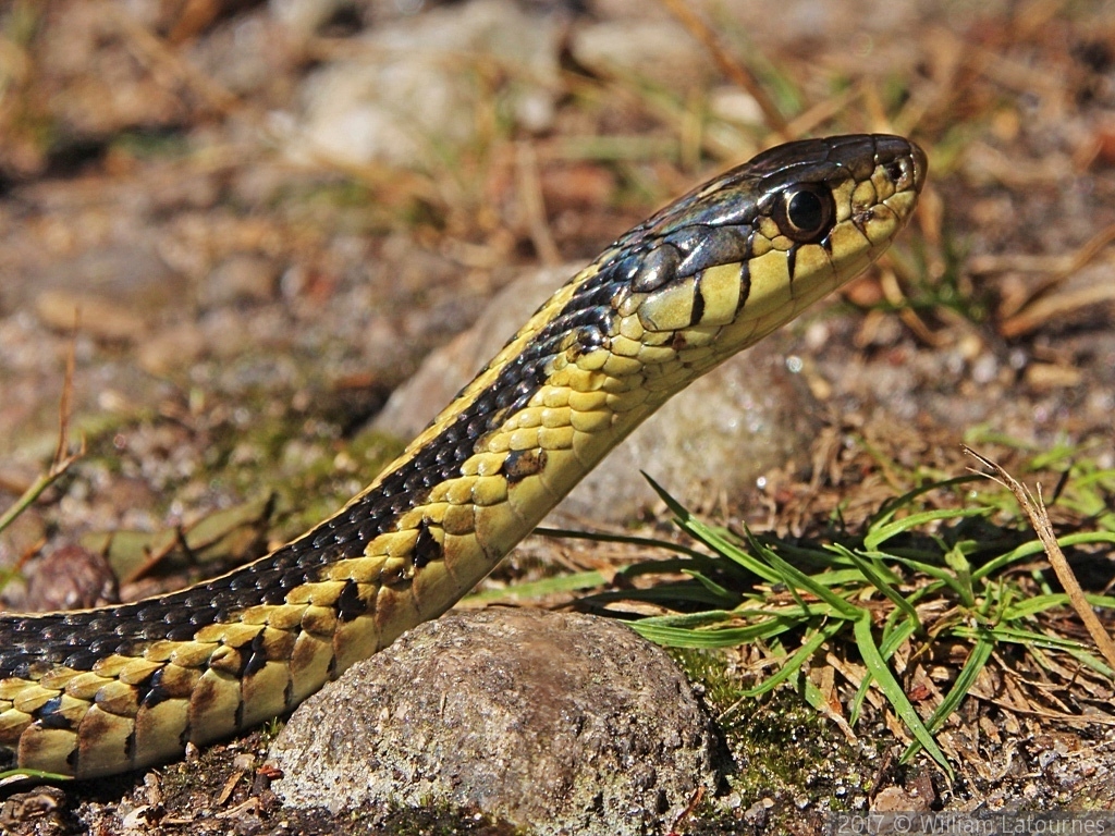 Garter Snake by William Latournes