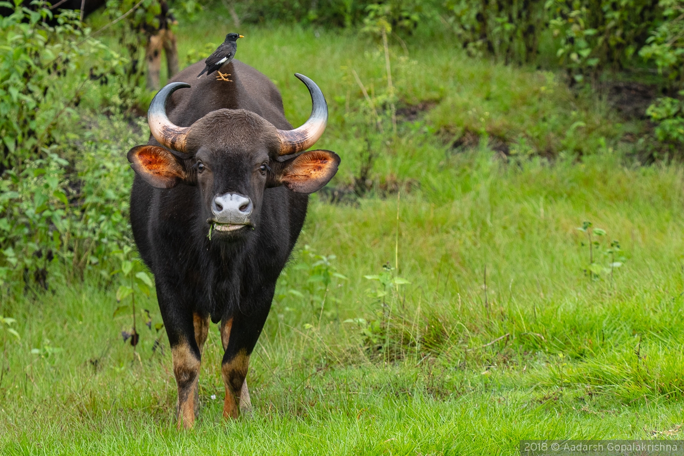 Gaur (Indian Bison) with Indian Myna, Kabini forest, India by Aadarsh Gopalakrishna