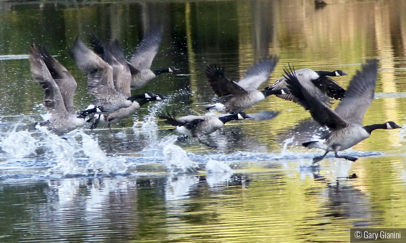 Geese Get Going by Gary Gianini