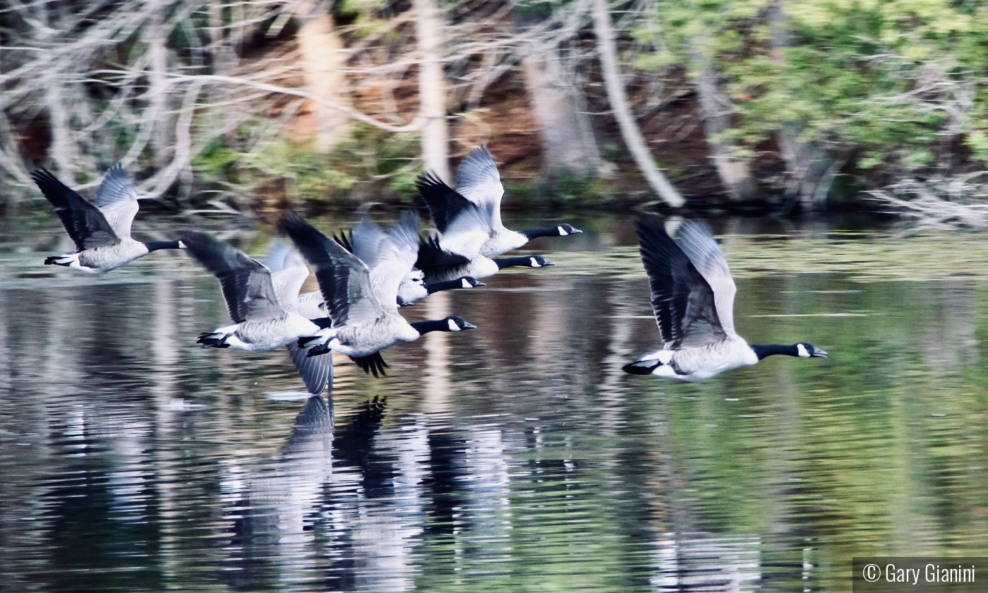 Geese in formation by Gary Gianini