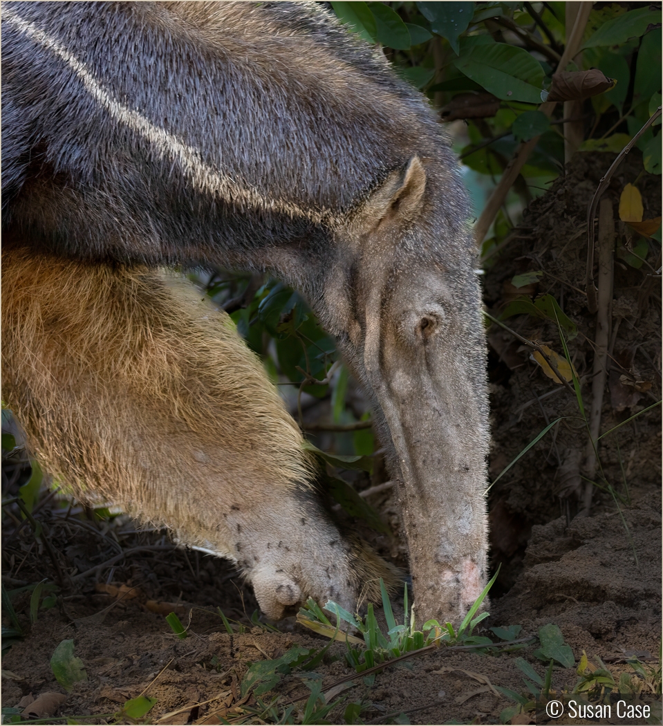 Giant Anteater with Yummy Ants by Susan Case