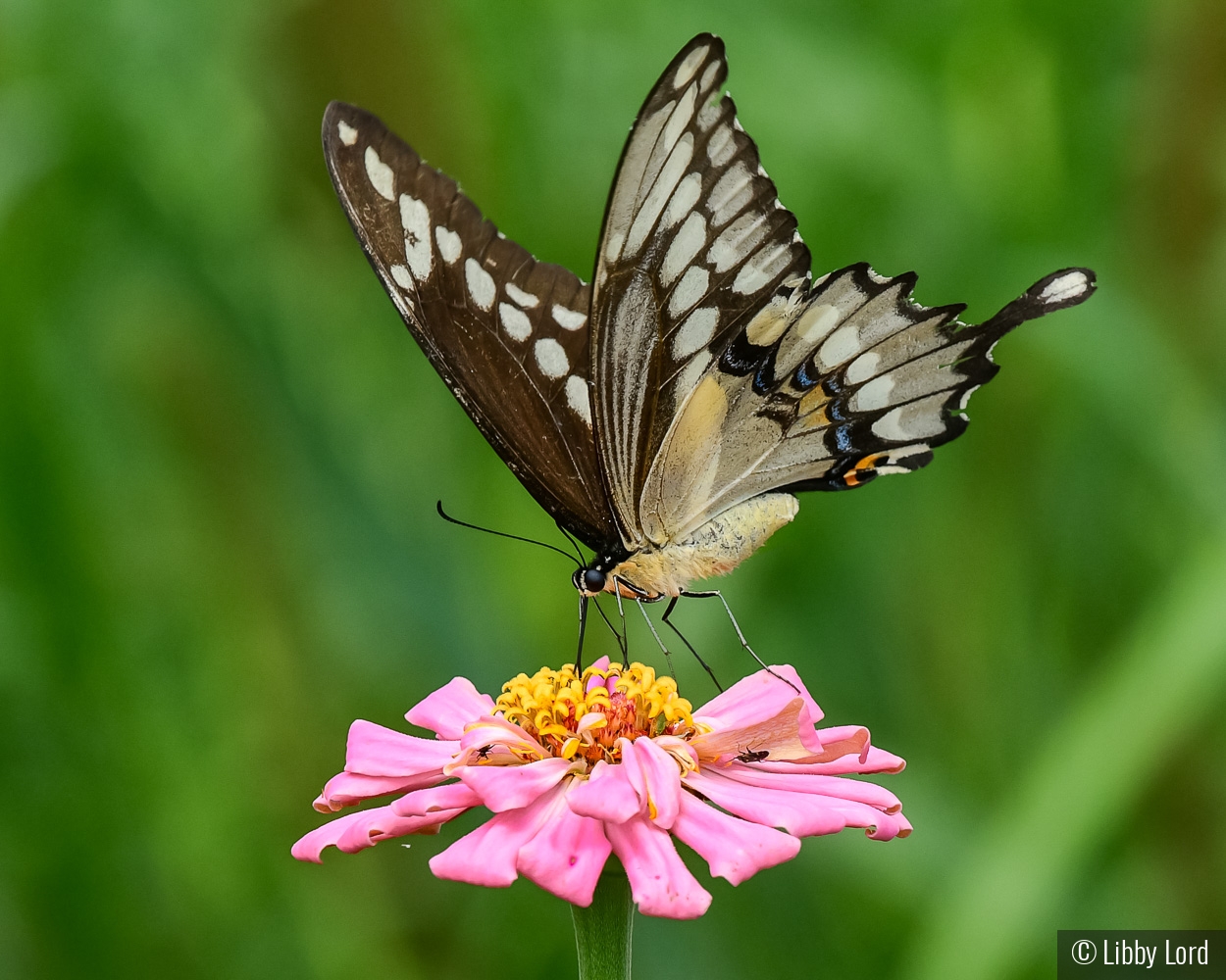 Giant Eastern Swallowtail by Libby Lord