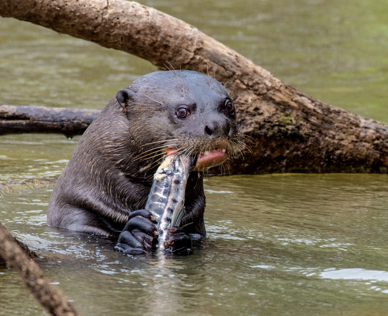Giant River Otter - enjoying his fish by Susan Case