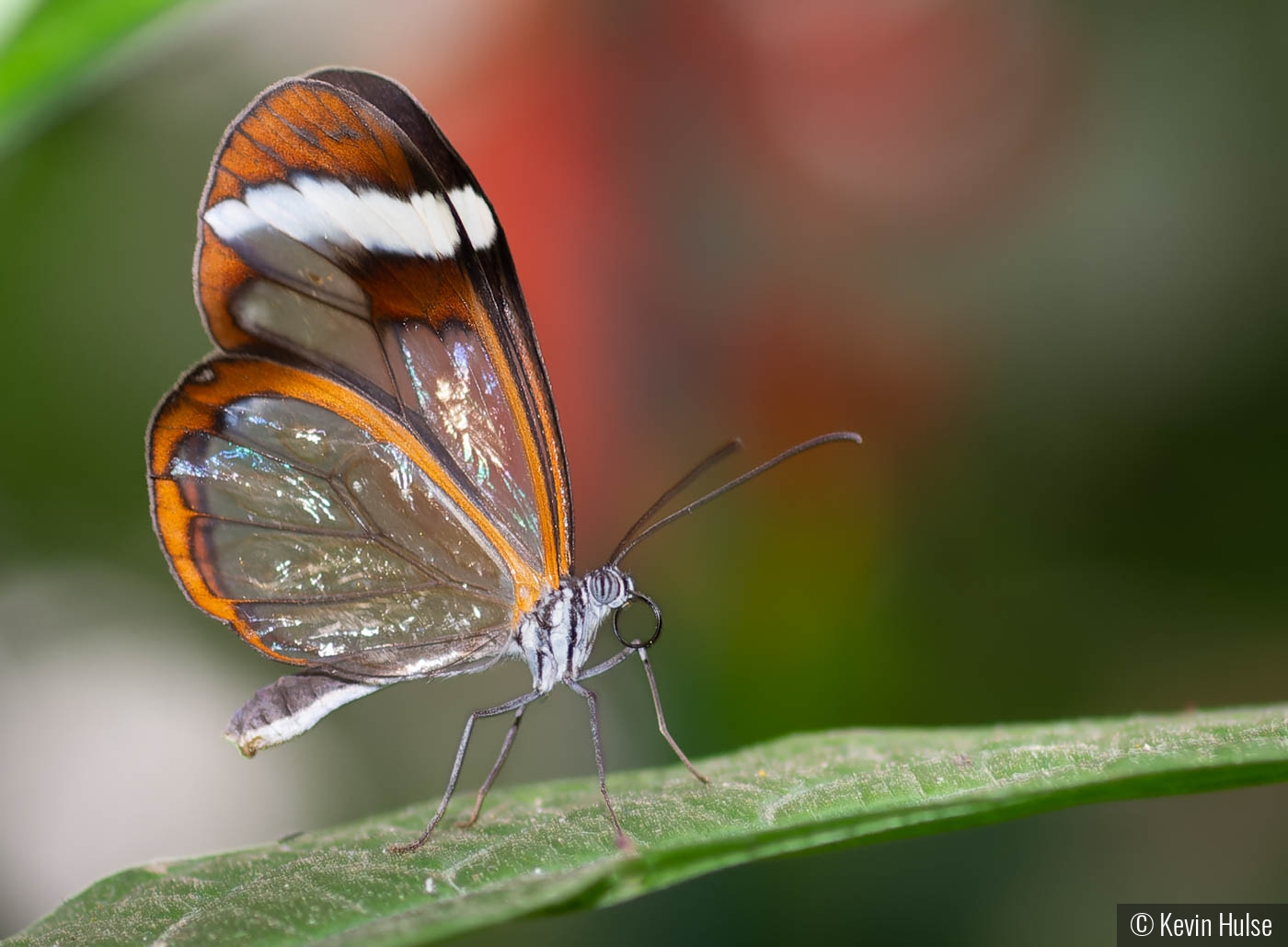 Glass Wing by Kevin Hulse