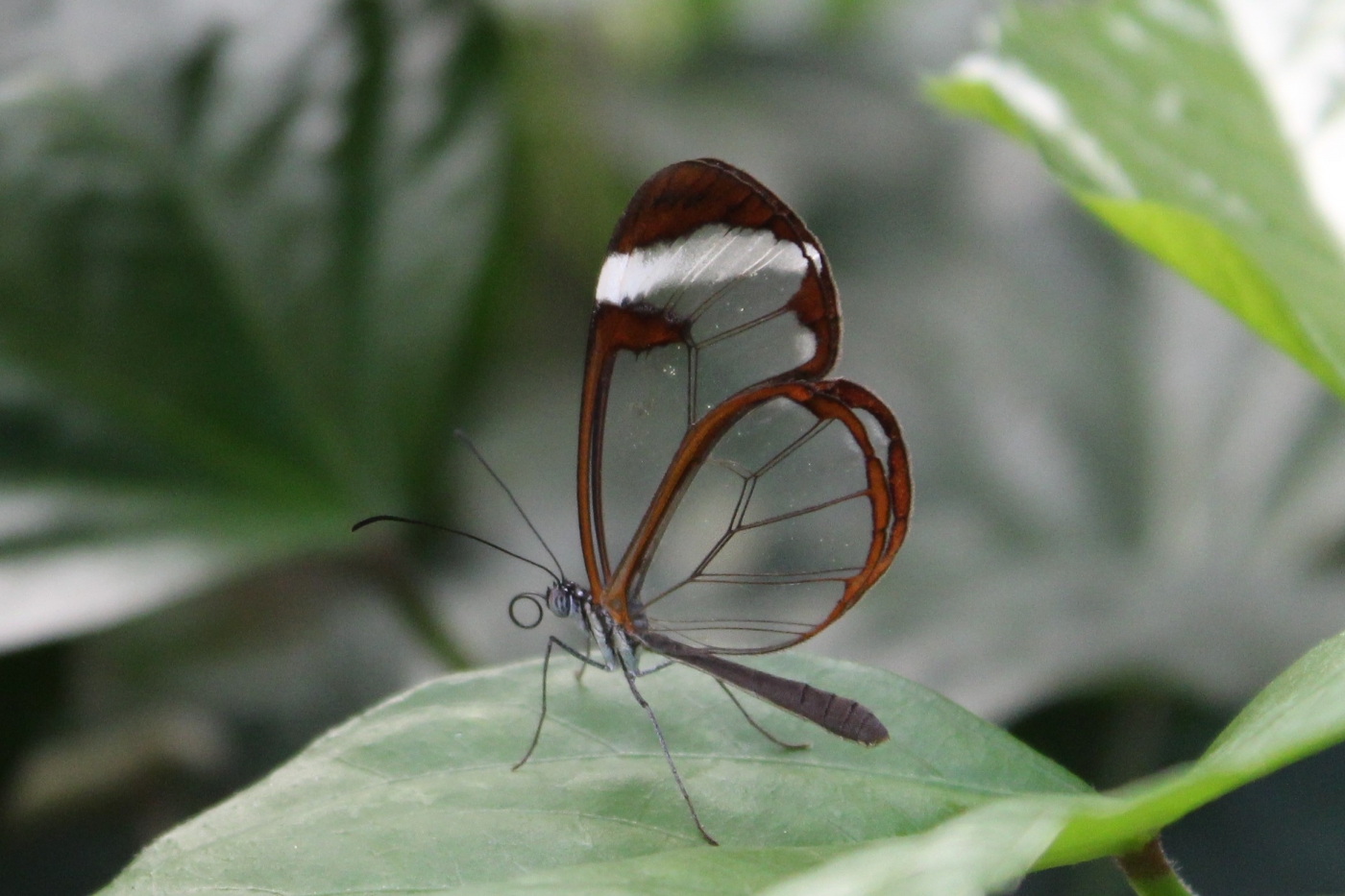 Glasswing Butterfly by James Haney