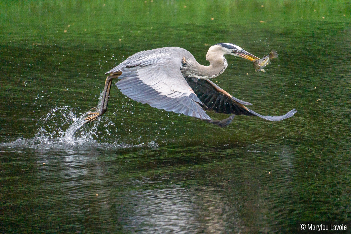 Glenn The Heron Does Take Out by Marylou Lavoie