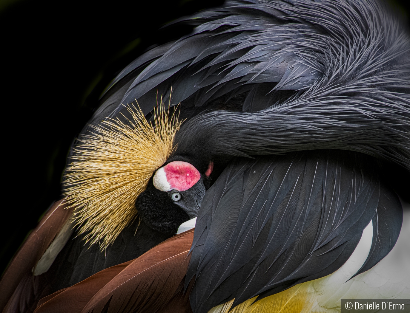 Gold Crested Crane by Danielle D'Ermo