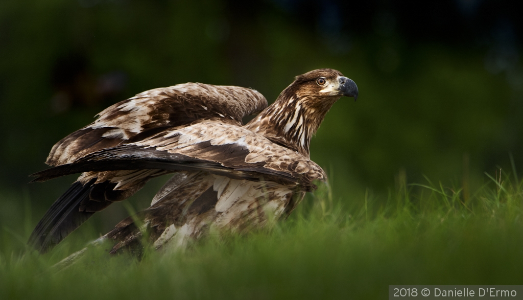 Golden Eagle Fledgling by Danielle D'Ermo