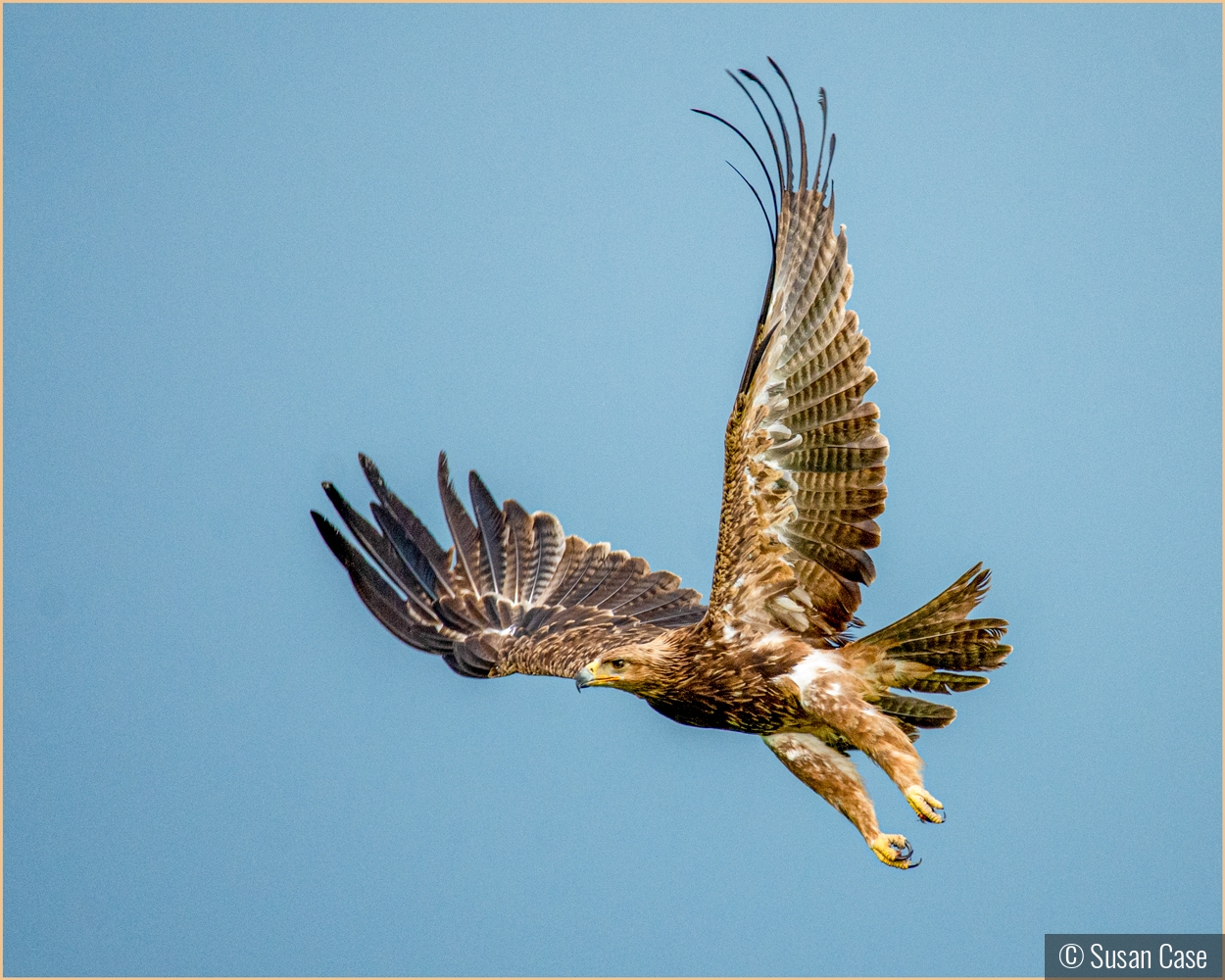 Golden Eagle by Susan Case