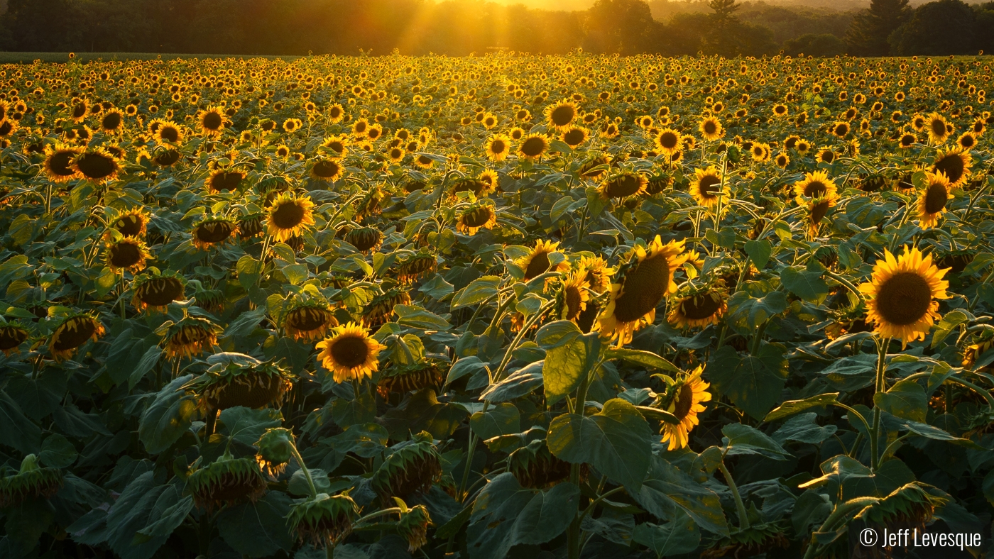 Golden Sunflowers by Jeff Levesque
