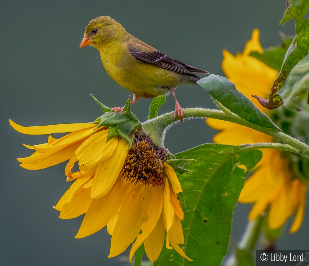 Goldfinch on a Sunflower by Libby Lord