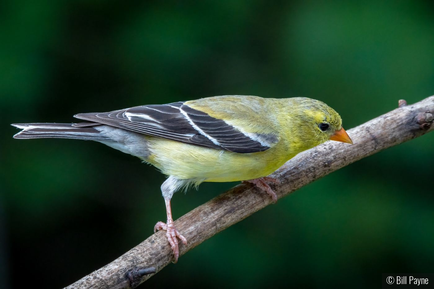 Goldfinch by Bill Payne