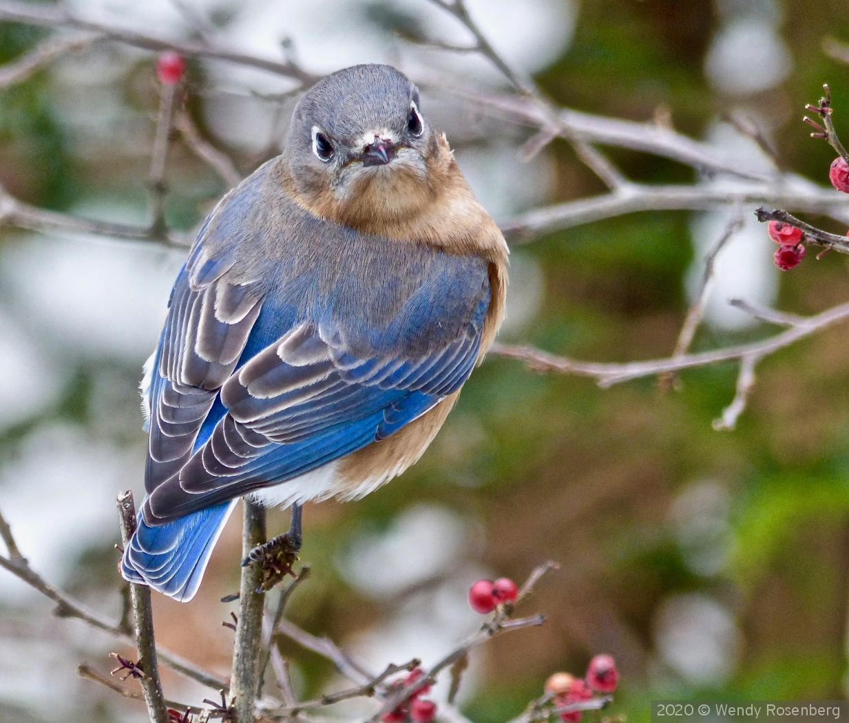 good morning bluebird by Wendy Rosenberg