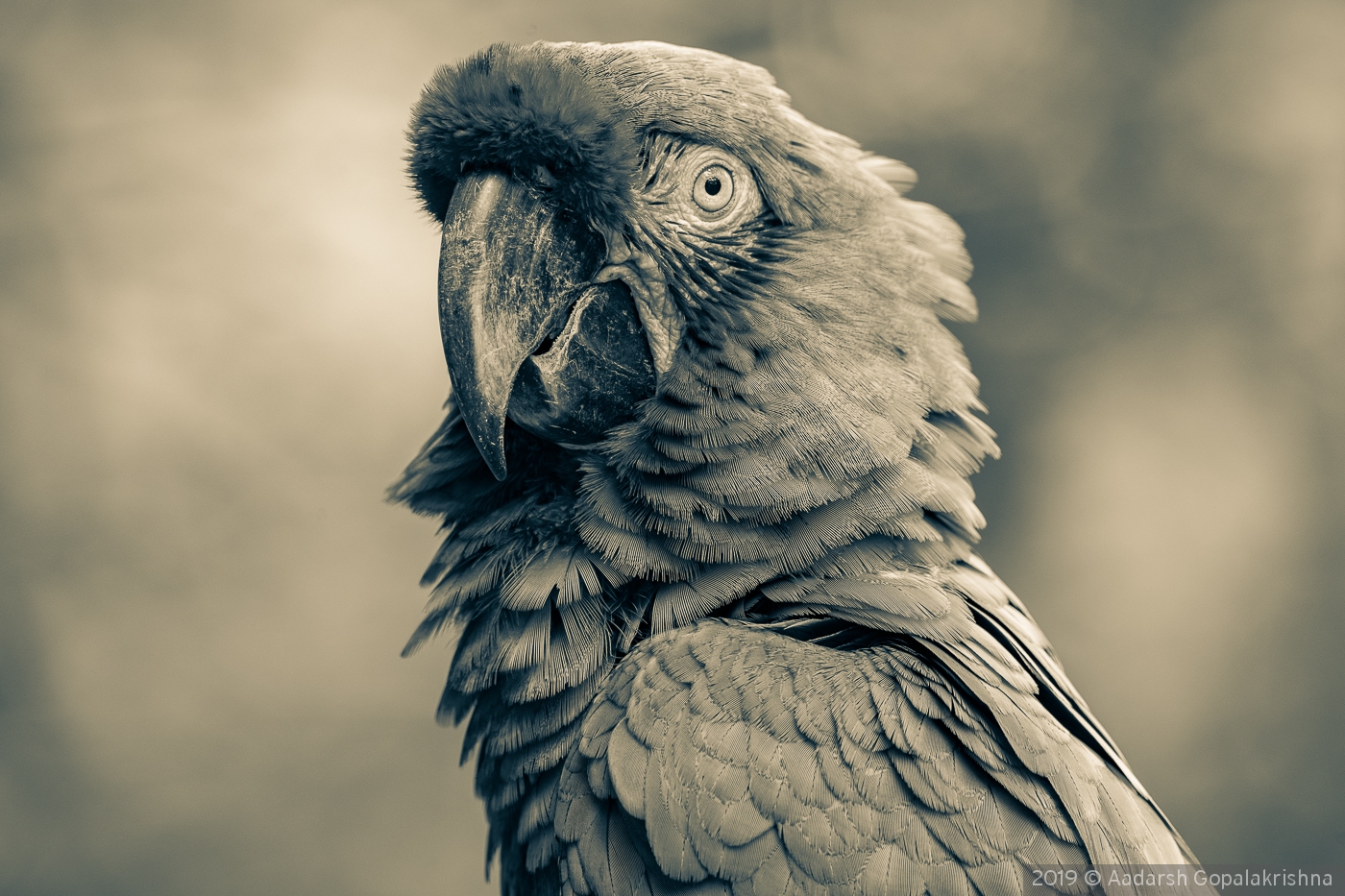 Good side of Macaw by Aadarsh Gopalakrishna