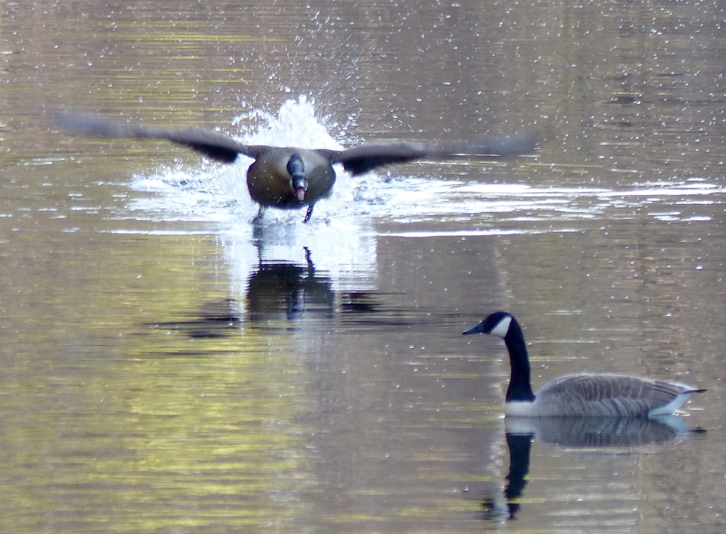 Goose Gets the Gander by Gary Gianini