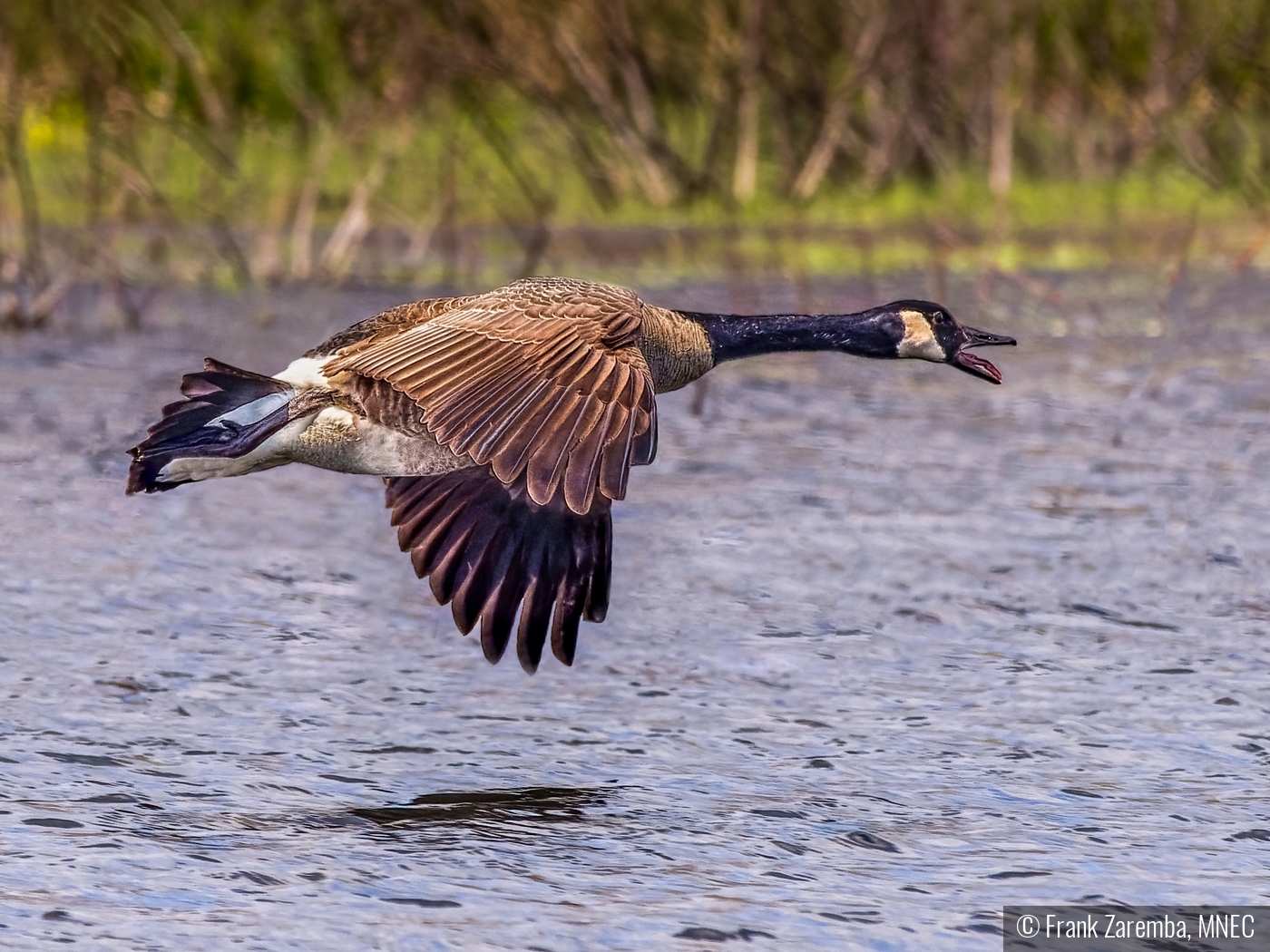 Goose in flight by Frank Zaremba, MNEC