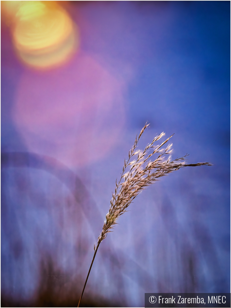 Grass seed head in the sun by Frank Zaremba, MNEC
