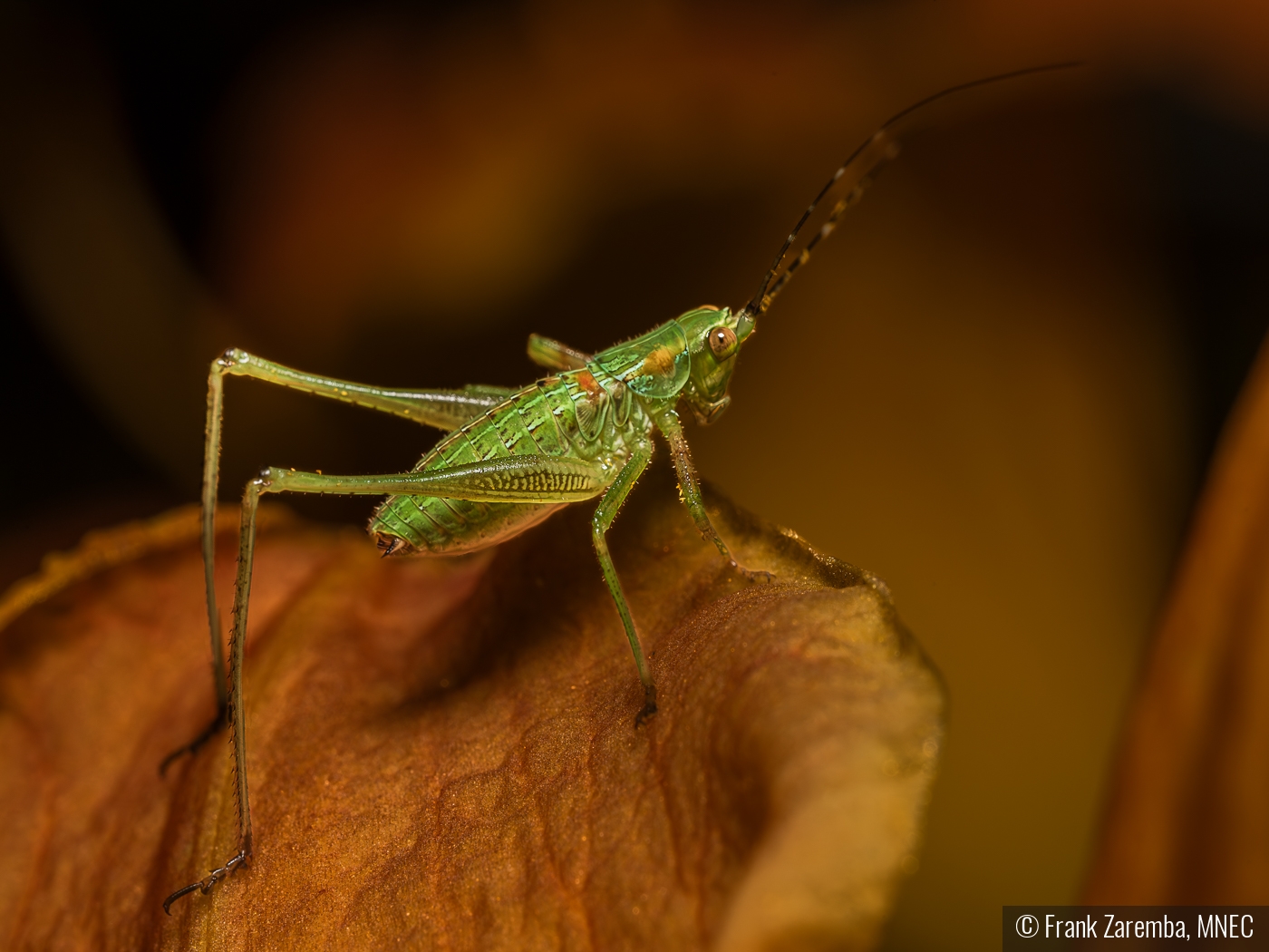 Grasshopper on mushroom by Frank Zaremba, MNEC