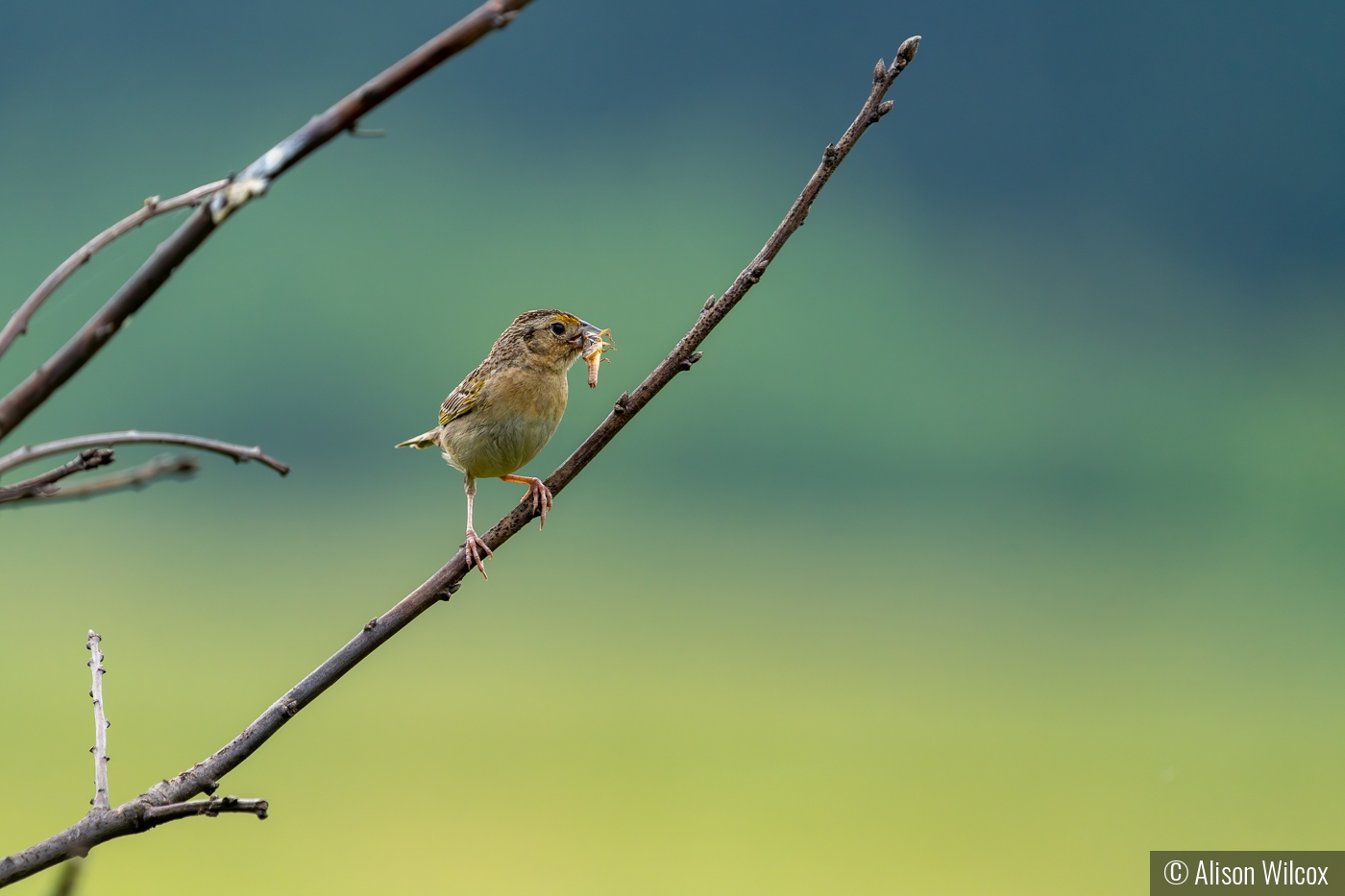 Grasshopper sparrow for a reason by Alison Wilcox