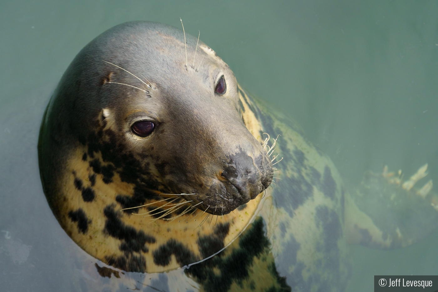 Gray Seal Portrait by Jeff Levesque