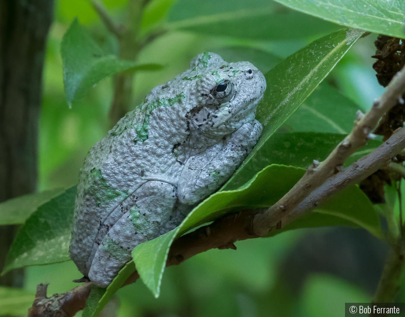 Gray Treefrog by Bob Ferrante