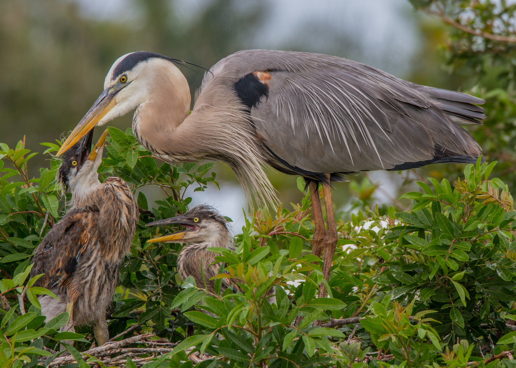 Great Blue Heron & Chicks by Susan Poirier
