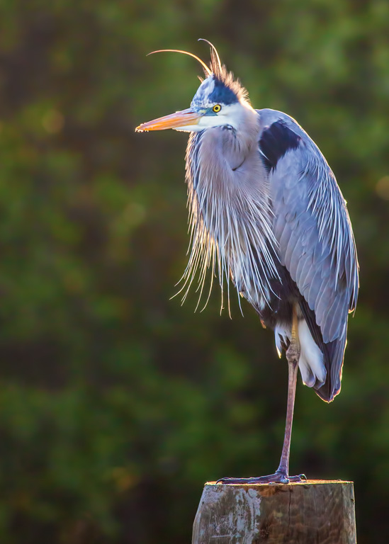 Great Blue Heron Backlit by the Sun by Susan Porier