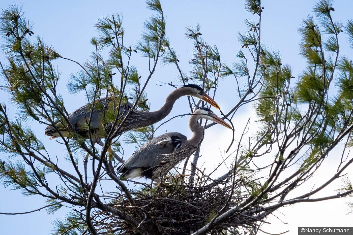 Great Blue Heron nest buiding by Nancy Schumann