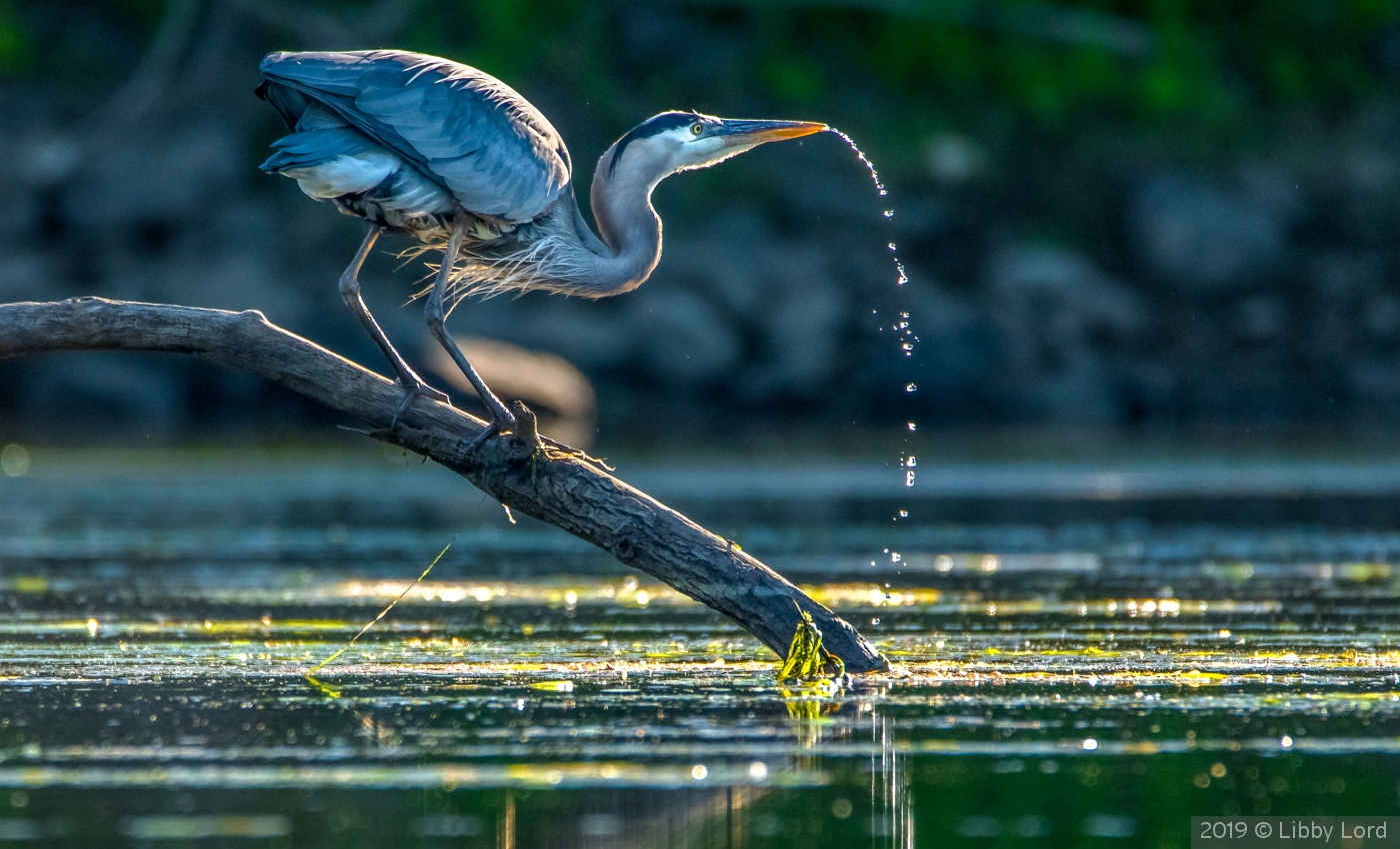 Great Blue Heron Sipping Water by Libby Lord