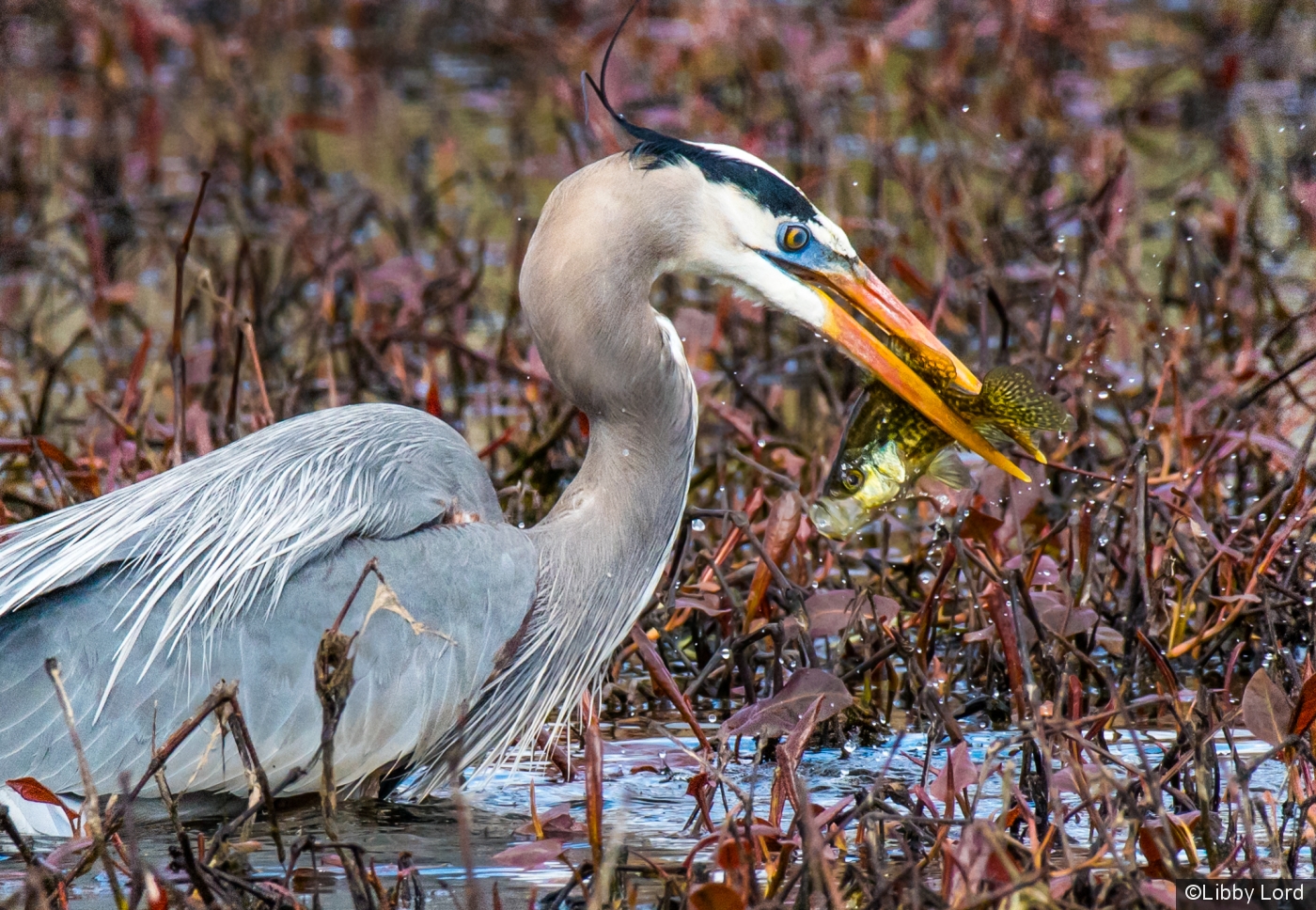 Great Blue Heron w a Big Fish by Libby Lord