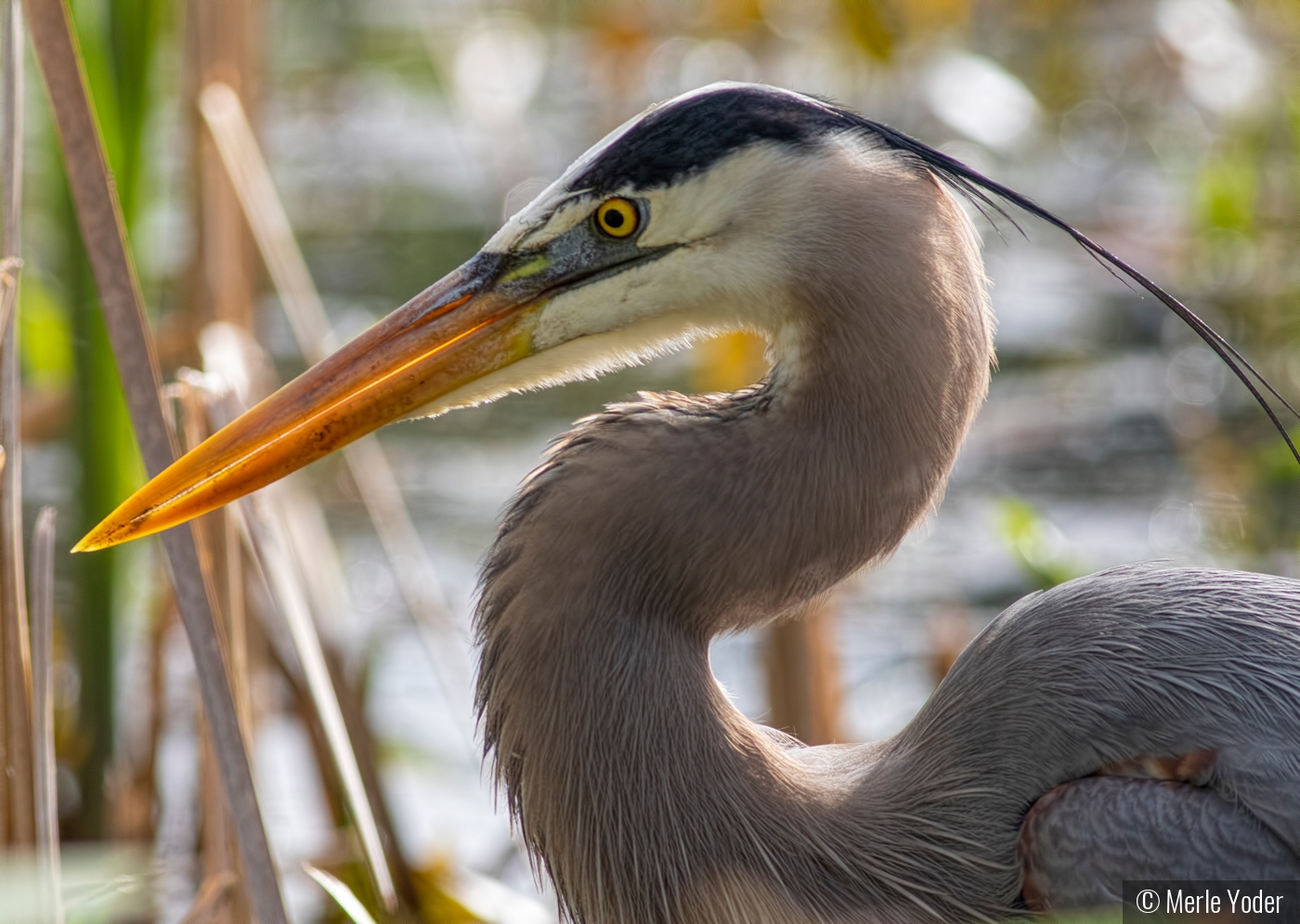Great Blue Heron by Merle Yoder