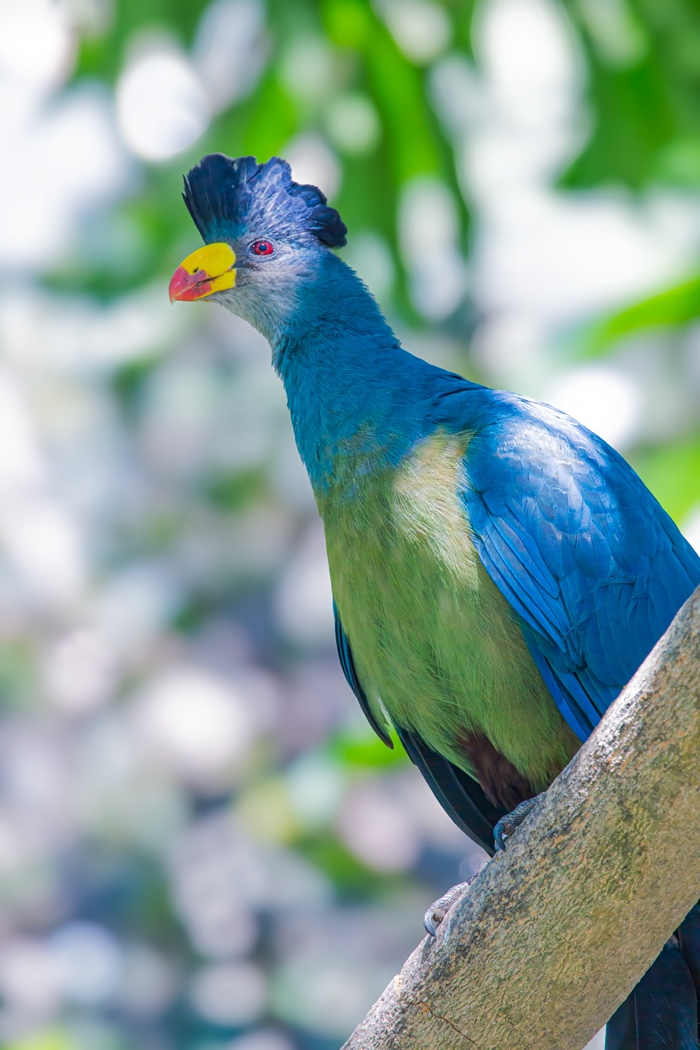 Great Blue Turaco by Ian Veitzer