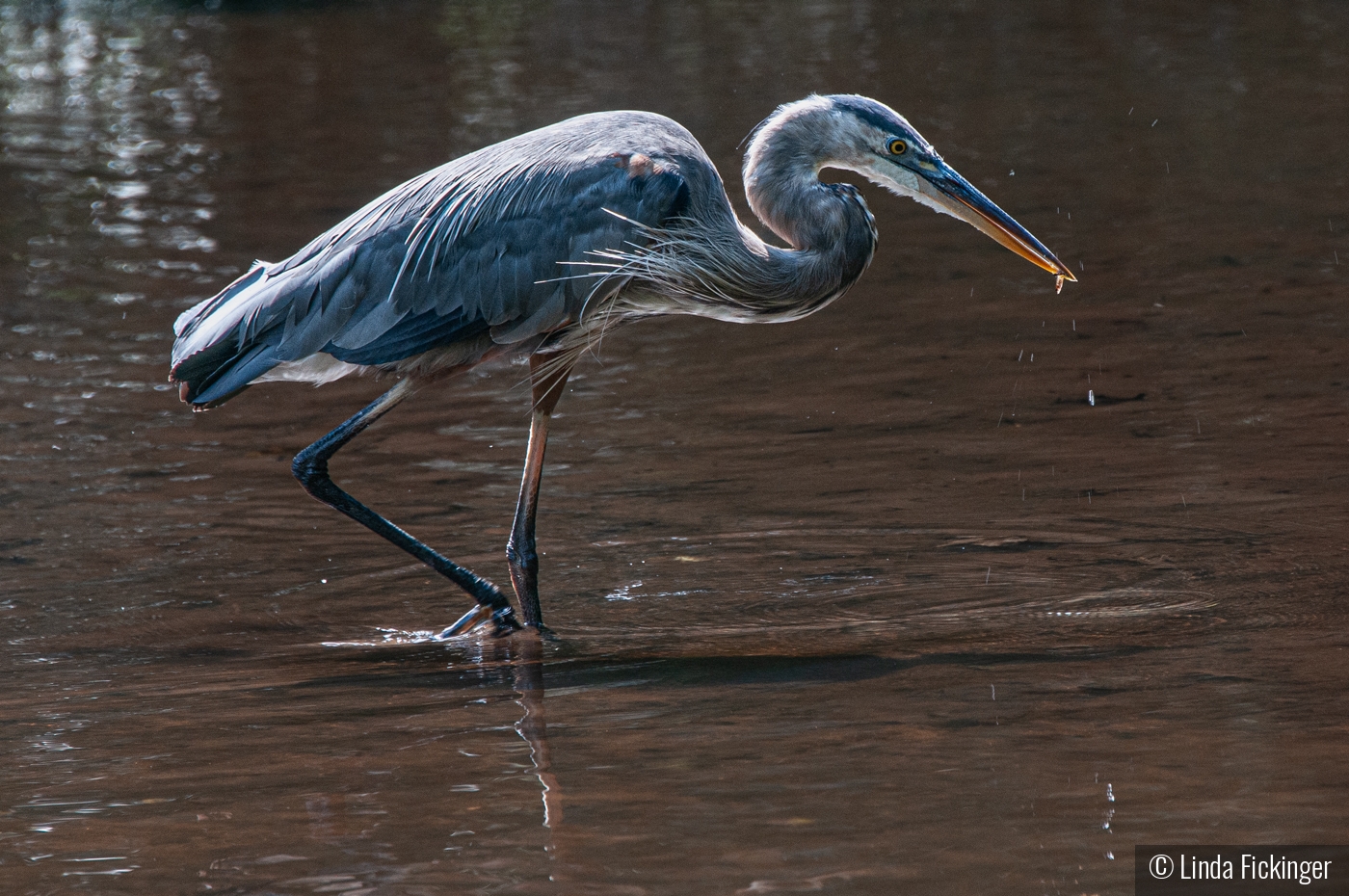 Great Blue with Minnow by Linda Fickinger