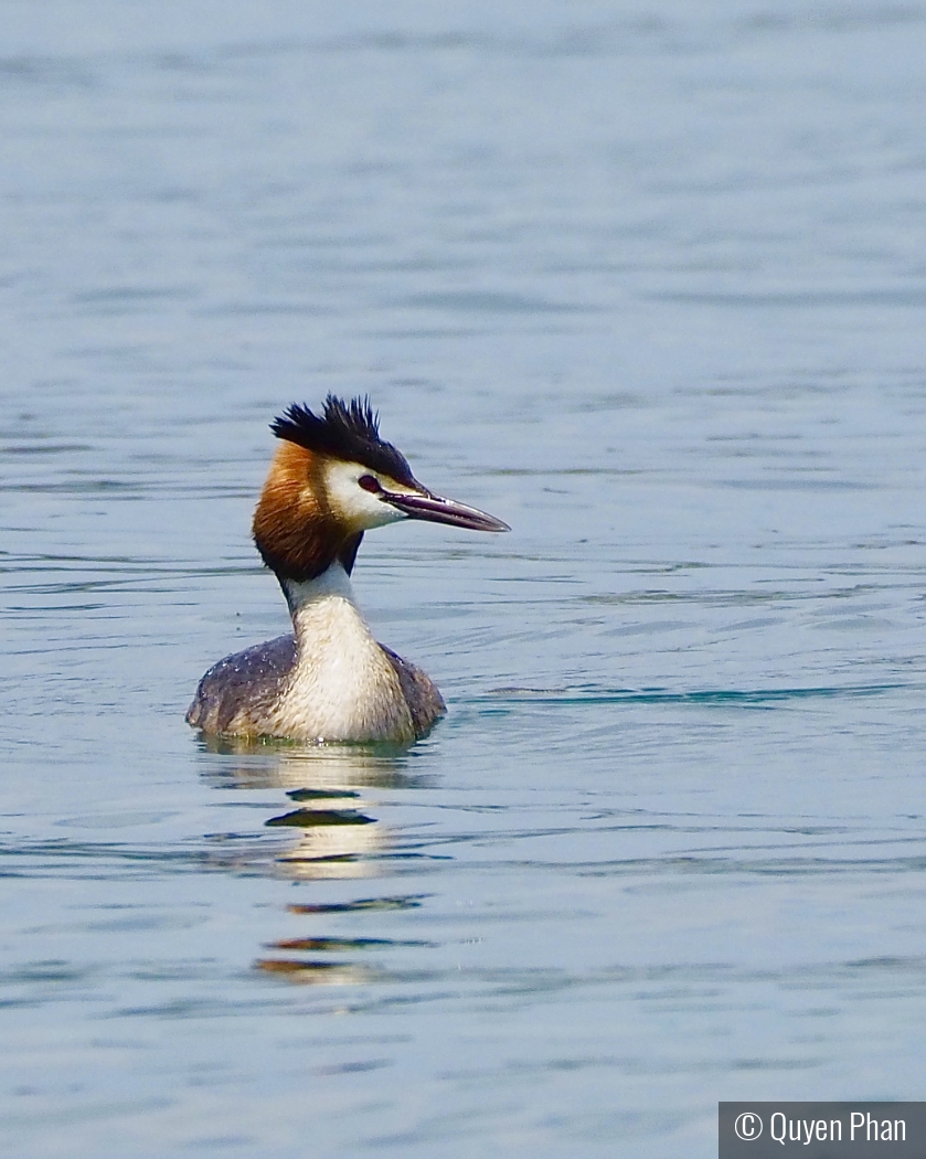 Great Crested Grebe by Quyen Phan