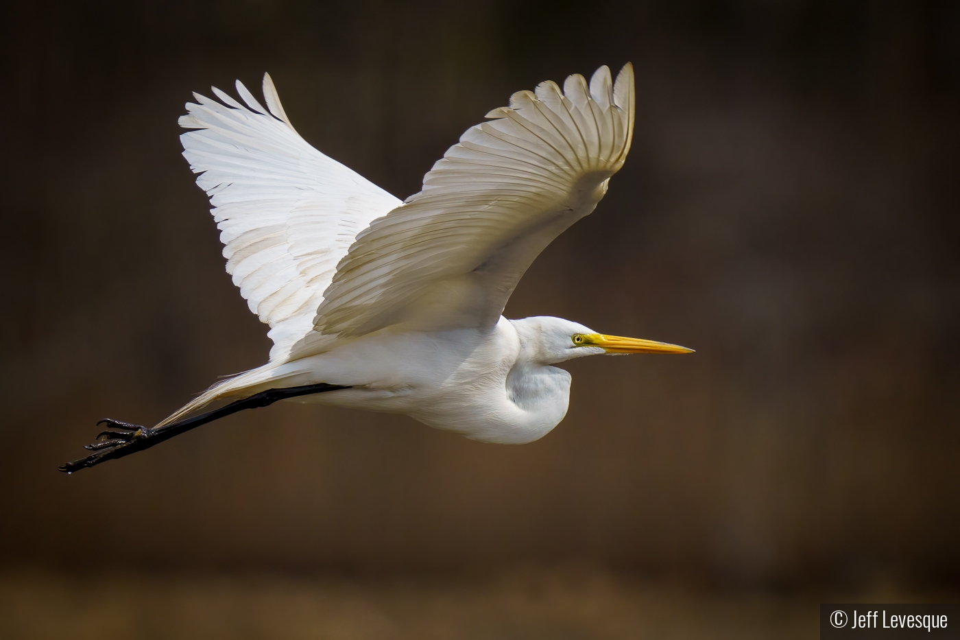Great Egret in Flight by Jeff Levesque