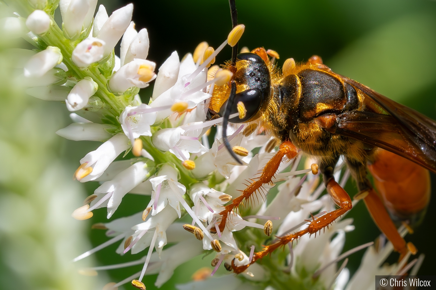 Great golden digger wasp by Chris Wilcox
