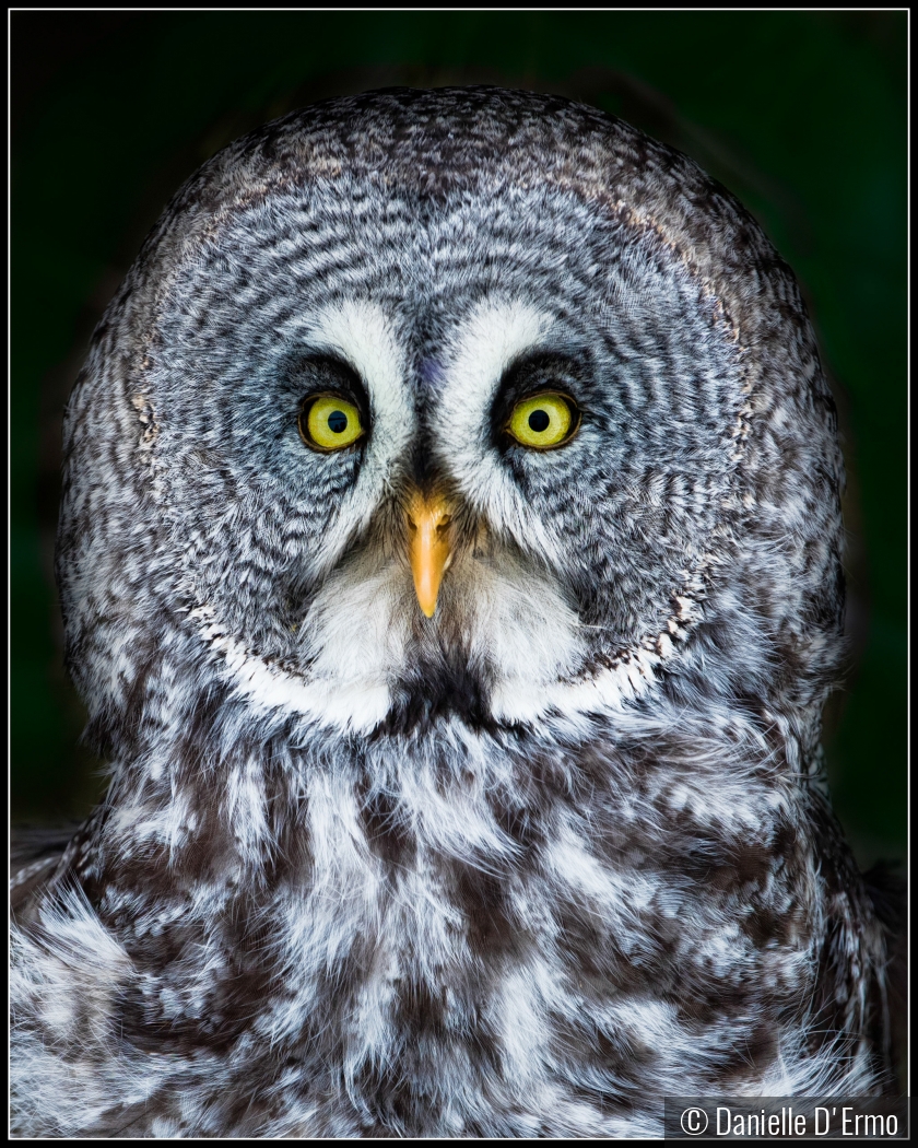 Great Gray Owl Portrait by Danielle D'Ermo