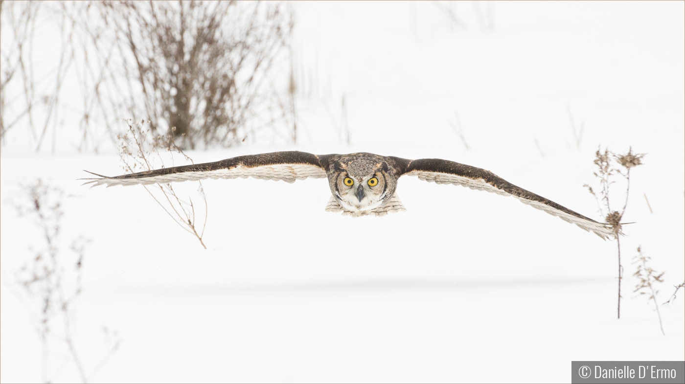 Great Horned Owl in Flight by Danielle D'Ermo