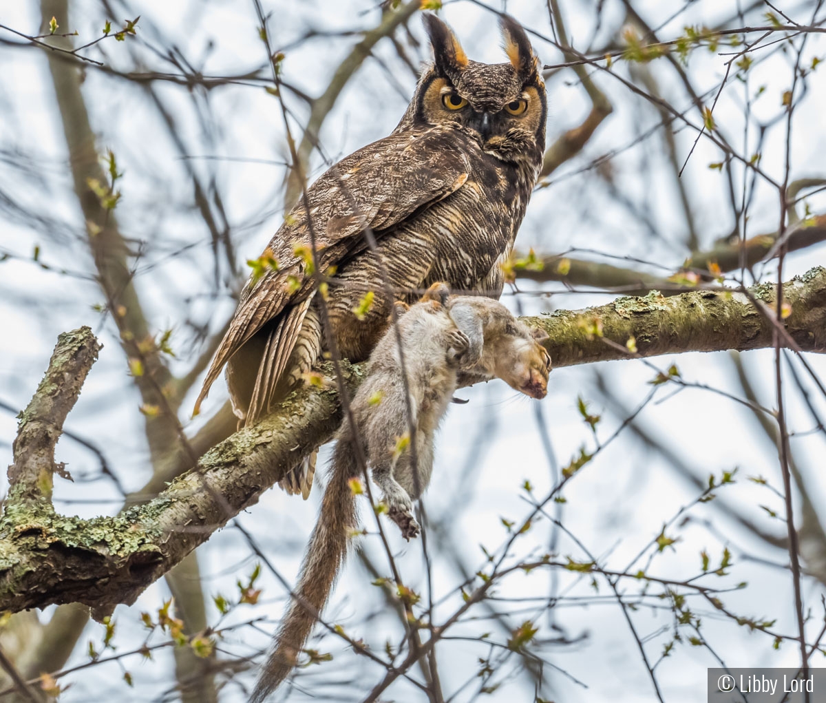 Great Horned Owl w Squirrel by Libby Lord