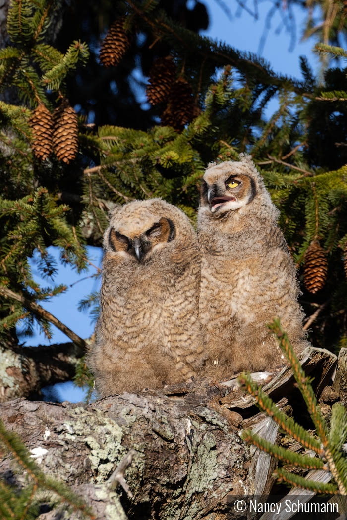 Great Horned owlets by Nancy Schumann