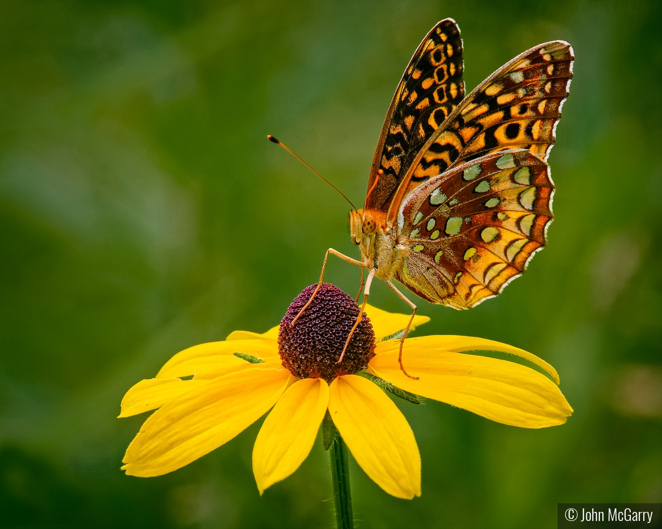 Great Spangled Fritillary on Cone Flower by John McGarry