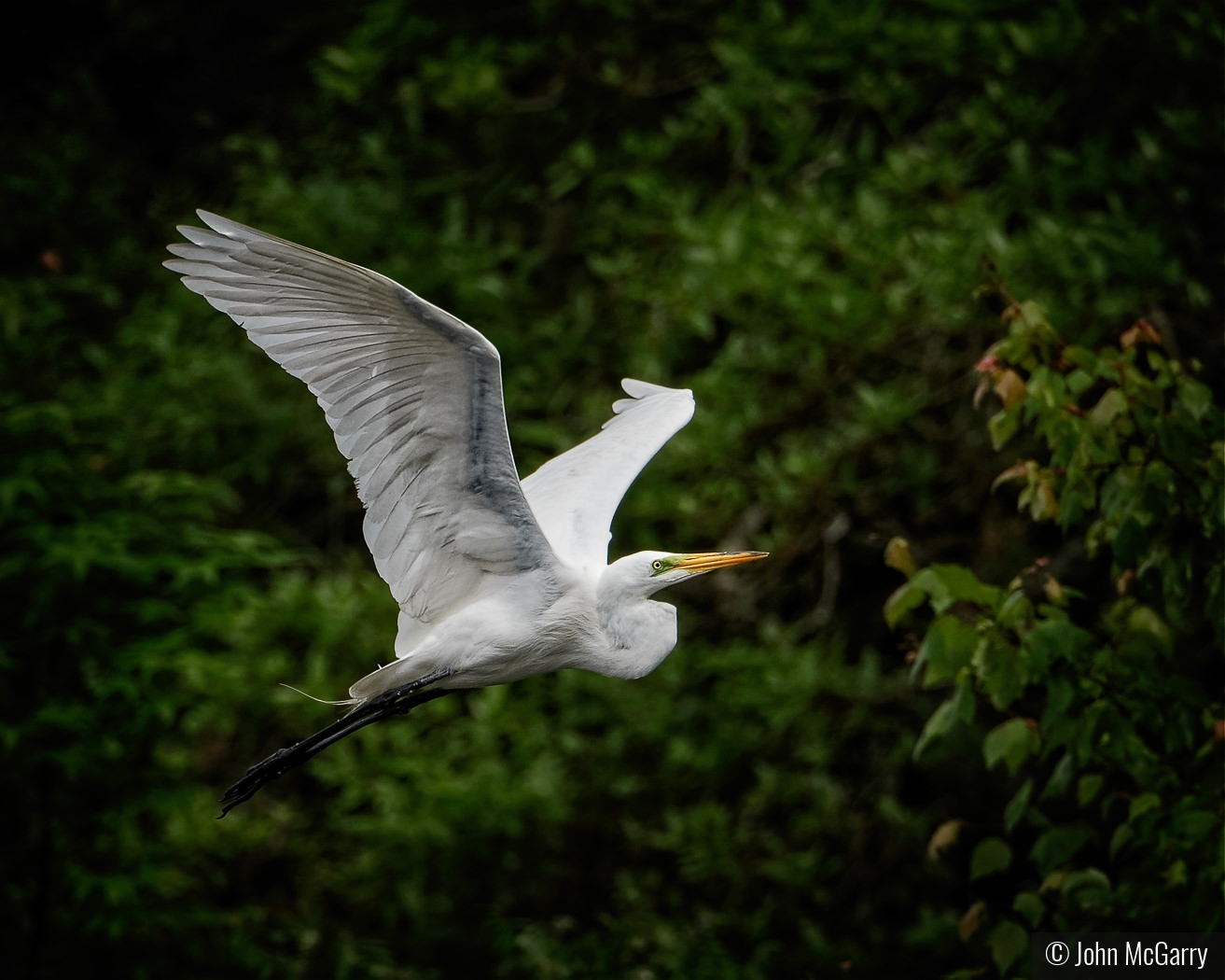 Great White Egret in Flight by John McGarry