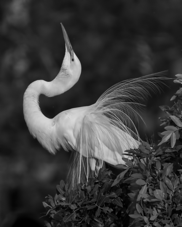 Great White Egret in Mating Plumage by Susan Poirier